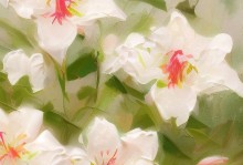 百合手机质量评估（全面考察百合手机的性能、耐用性和用户体验）
