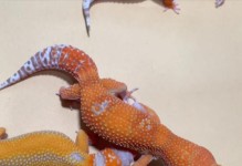 探索豹子的奥秘——野兽leopard的生态与行为（了解豹子的独特特点与生活习性，拓展对这一壮丽动物的认识）