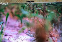 乐视最新分体电视发布，开启全新电视体验（体验无限可能，重塑家庭娱乐新格局）